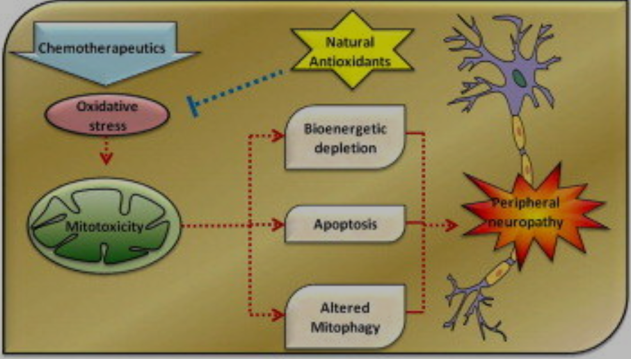 Reducing Symptoms of Chemotherapy-Induced Neuropathy